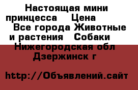 Настоящая мини принцесса  › Цена ­ 25 000 - Все города Животные и растения » Собаки   . Нижегородская обл.,Дзержинск г.